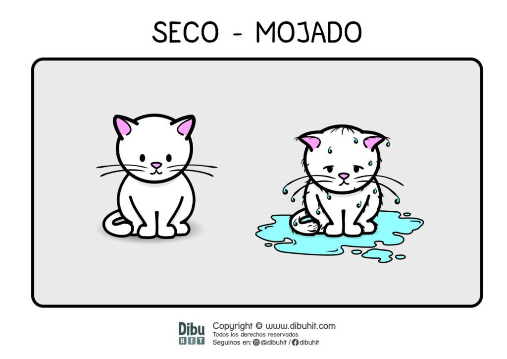 lamina didactica gatito seco gatito mojado