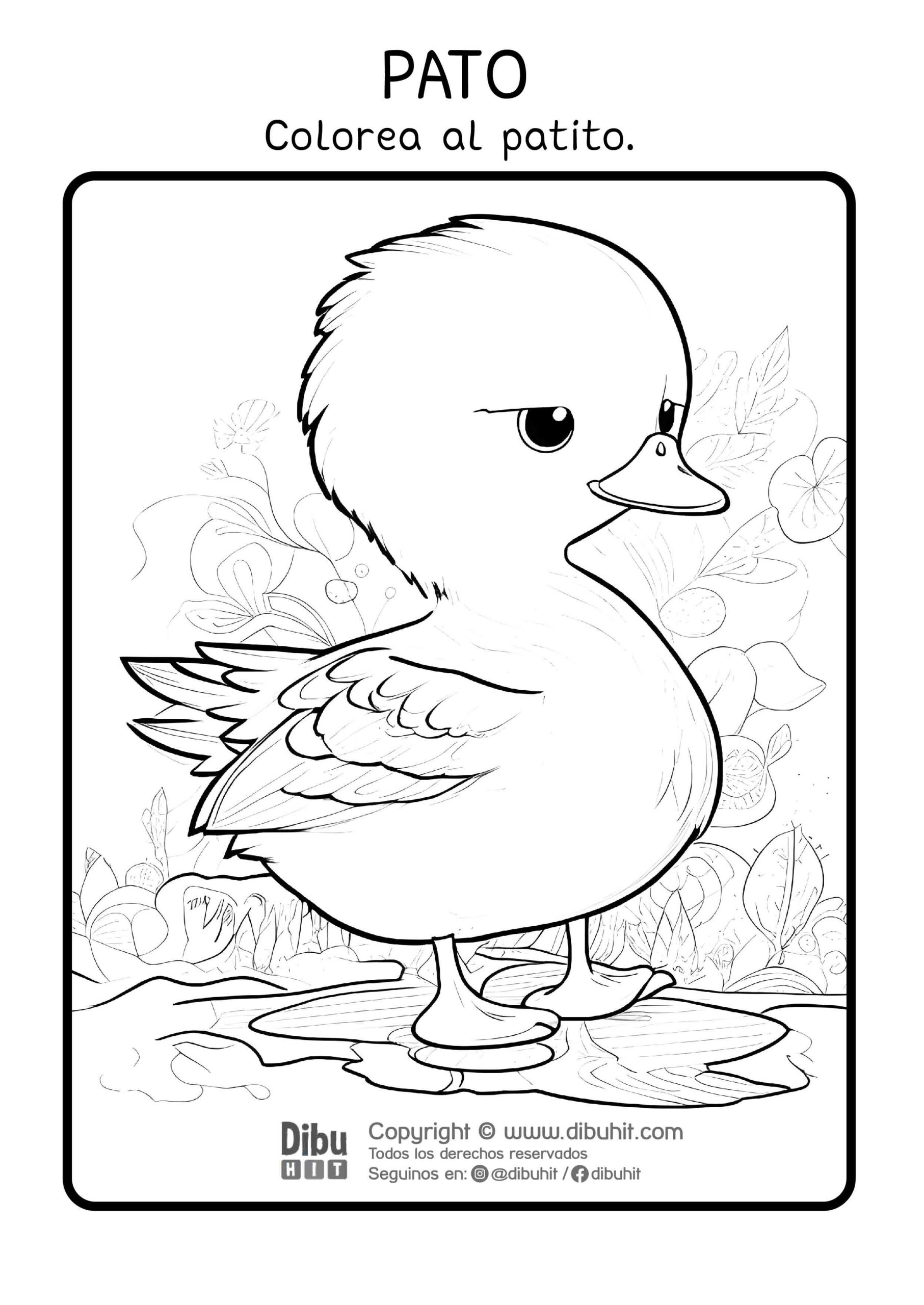 Dibujo de pato para colorear