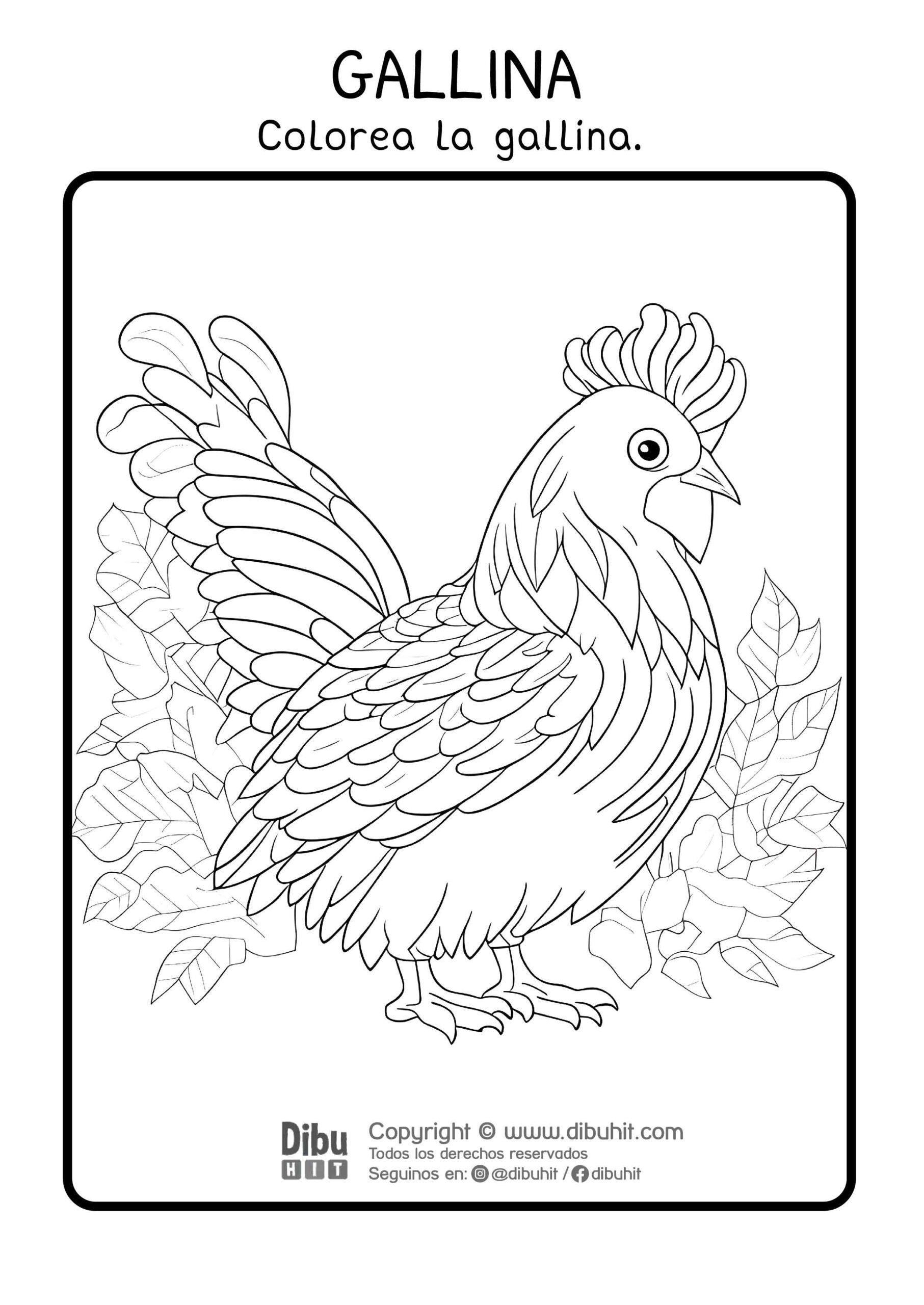 Dibujo de gallina para colorear