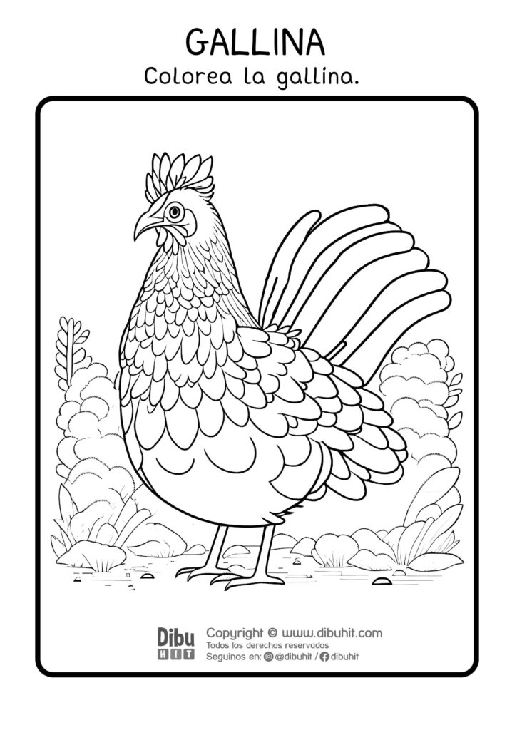 Dibujo de gallina para colorear